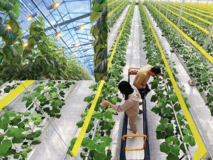 Hệ thống giải pháp nông nghiệp thông minh trong trồng trọt