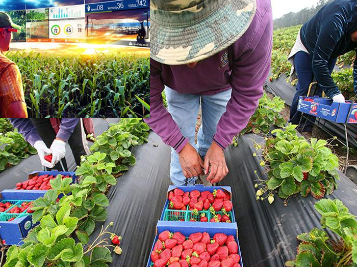 Nhược điểm của nông nghiệp thông minh và giải pháp khắc phục