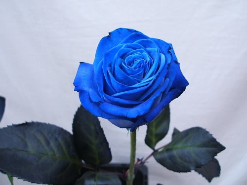 Bức ảnh hoa hồng xanh đẹp nhất