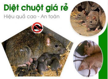 Chuột loài gặm nhấm có sức tàn phá nặng lề - Giới nghệ sỹ