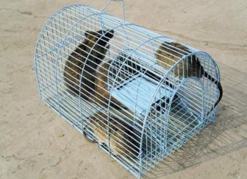 Các loại bẫy chuột cống bằng lưới - Giới nghệ sỹ