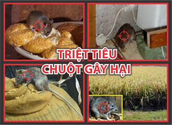 Thói quen của chuột là gì? - Giới nghệ sỹ